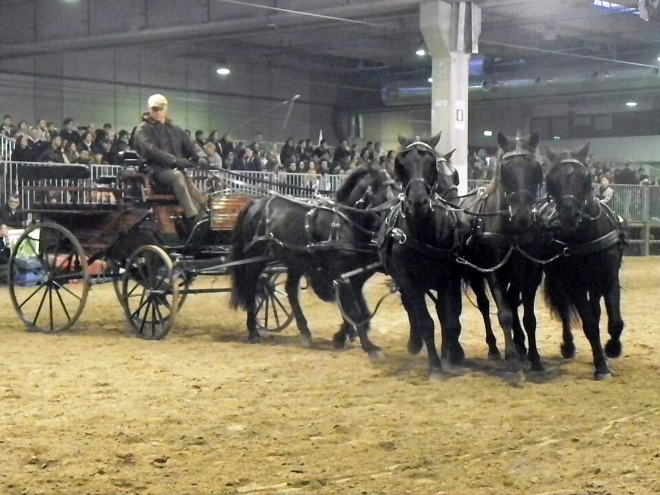 Cavallo alla Fieracavalli di Verona